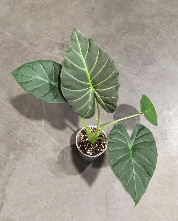 Alocasia Regal Shield oreilles d'éléphant
