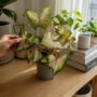 Caladium White Delight