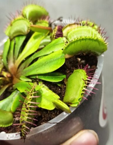 Dionaea Muscipula – Attrappe-Mouche alternative