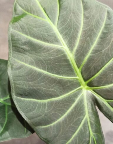 Alocasia Regal Shield alternative