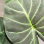 Alocasia Regal Shield feuille gros plan