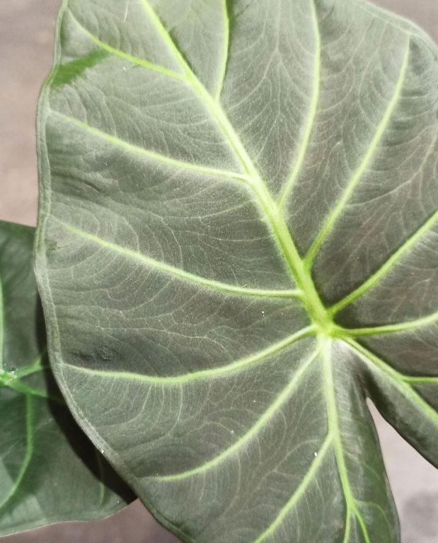 Alocasia Regal Shield feuille gros plan