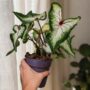Caladium White Delight
