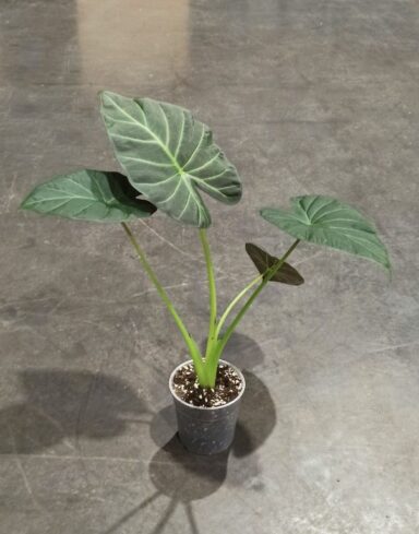 Alocasia Regal Shield taille L pot 15cm