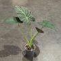 Alocasia Regal Shield taille L pot 15cm