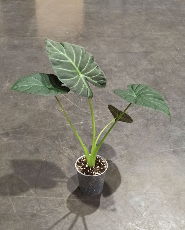 Alocasia Regal Shield taille L pot 15cm