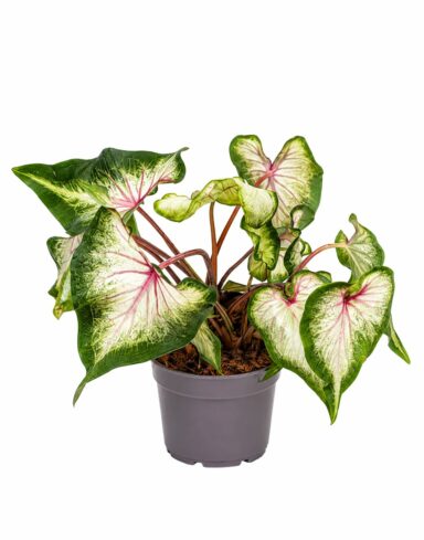 Caladium White Delight