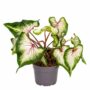 Caladium White Delight
