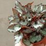 Begonia rex Silver Queen