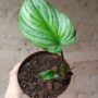 philodendron mamei silver cloud