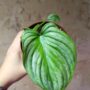 philodendron mamei silver cloud