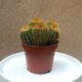 cactus Parodia leninghausii