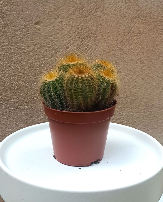 cactus Parodia leninghausii