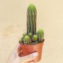 cactus succulente plante grasse