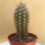 cactus Echinopsis