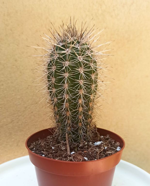 cactus Echinopsis
