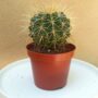 cactus Echinocactus grusonii