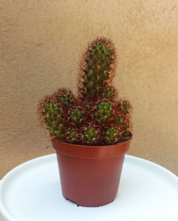 cactus succulente plante grasse