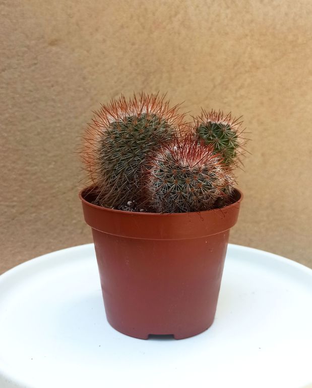 cactus Mammillaria Marcosii