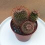cactus Mammillaria Marcosii