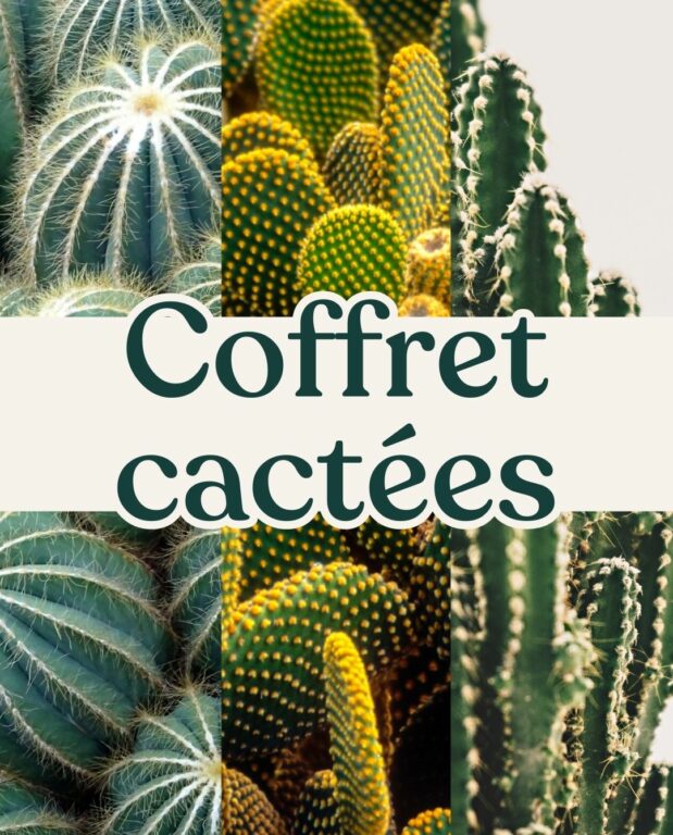 coffret trio cactus succulente plante grasse