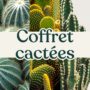 coffret trio cactus succulente plante grasse