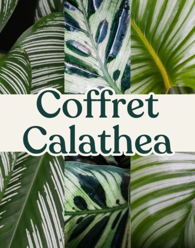 coffret calathea et maranta