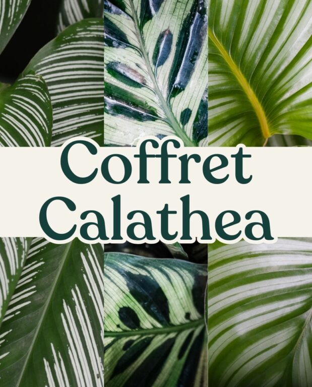 coffret calathea et maranta