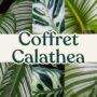 coffret calathea et maranta