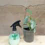 vaporisateur pour plantes d'intérieur décoration cactus