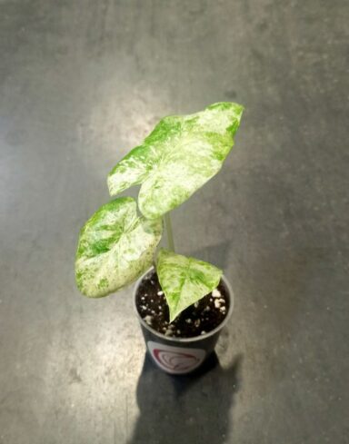 alocasia macrorrhiza splash