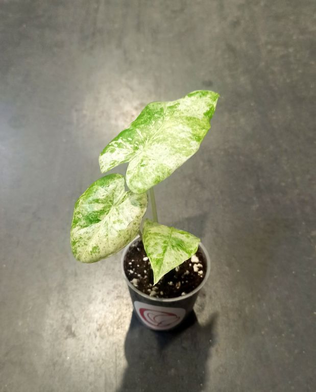 alocasia macrorrhiza splash