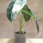 alocasia frydek variegata