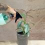 vaporisateur pour plantes d'intérieur décoration cactus