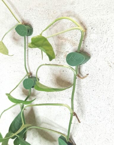 Clips feuilles – fixation murale pour plantes alternative