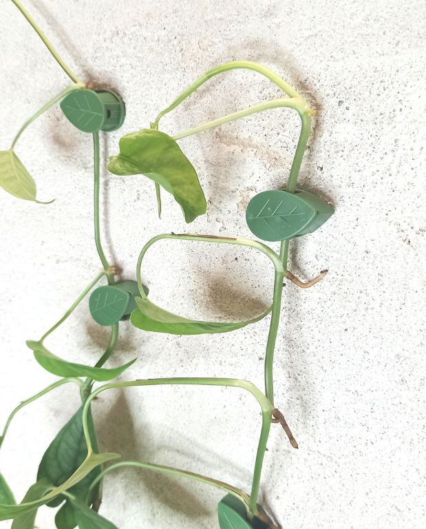 clips feuilles fixation mur plante