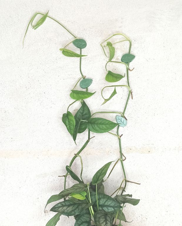 clips feuilles fixation mur plante