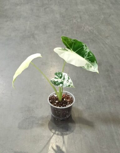 alocasia frydek variegata