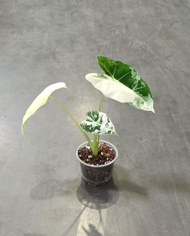 alocasia frydek variegata