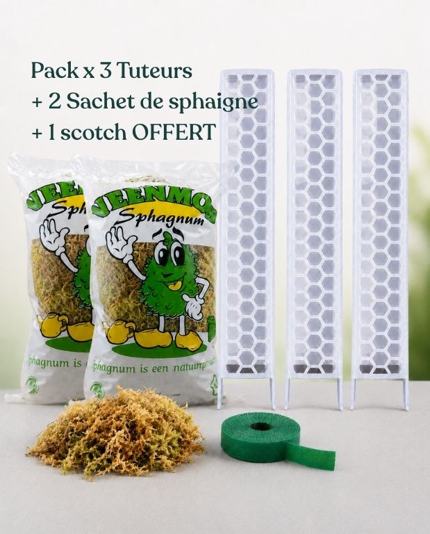 kit tuteur plat transparent avec sphaigne et scotch velcro