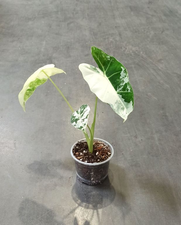 alocasia frydek variegata