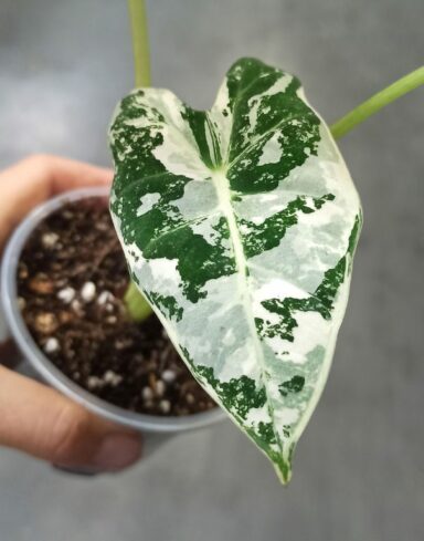 Alocasia Frydek Variegata alternative