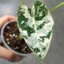 alocasia frydek variegata