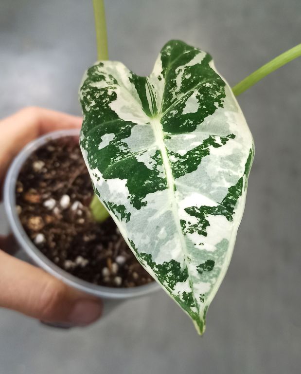 alocasia frydek variegata