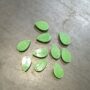 clips feuilles fixation murale plante