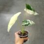 alocasia frydek variegata