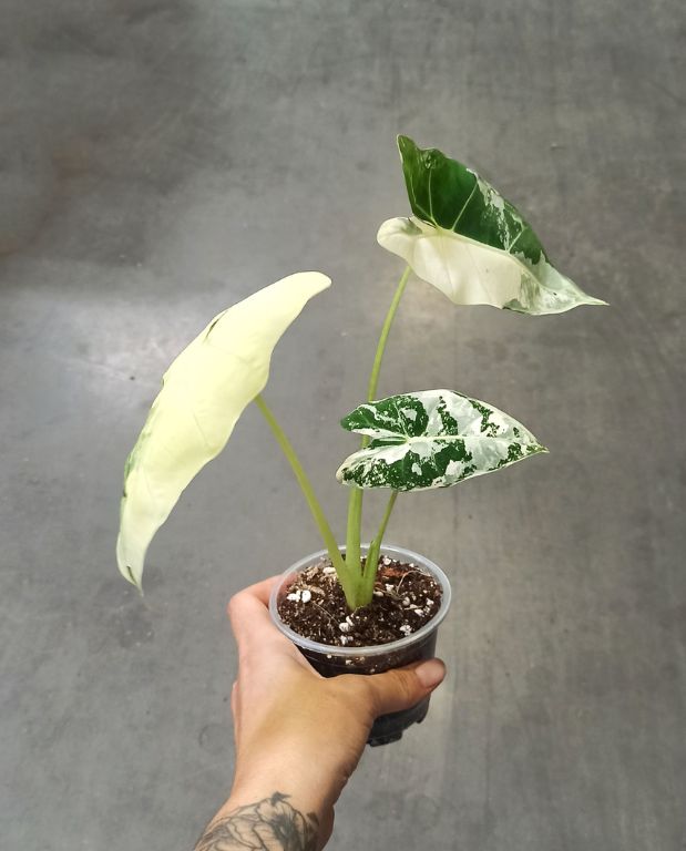 alocasia frydek variegata