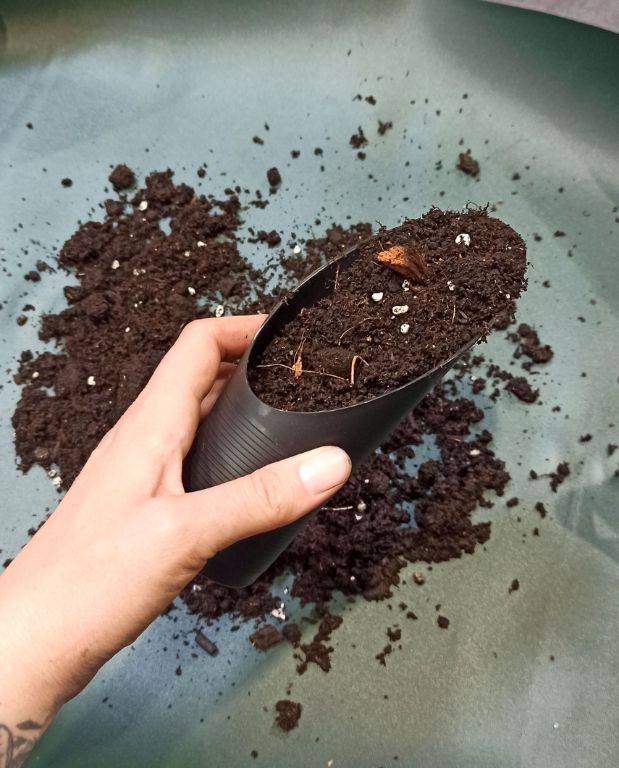 Mini Pelle de Rempotage Compacte pour Plantes d’Intérieur