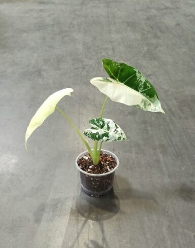 alocasia frydek variegata