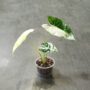 alocasia frydek variegata